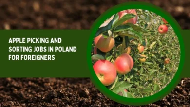 Apple Picking and Sorting Jobs in Poland