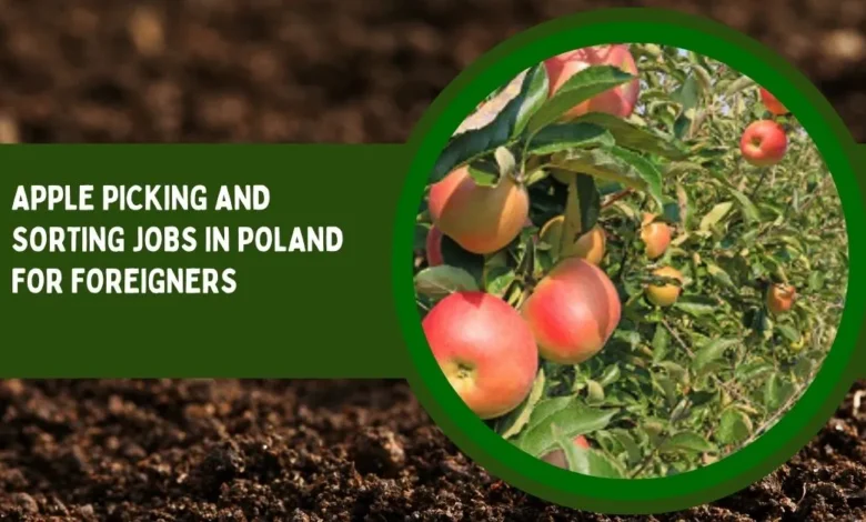 Apple Picking and Sorting Jobs in Poland
