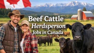 Beef Cattle Herdsperson Jobs in Canada