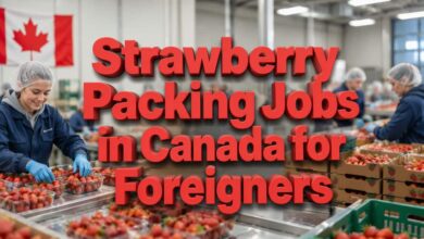Strawberry Packing Jobs in Canada for Foreigners