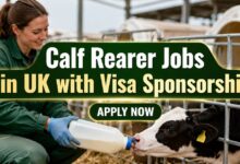 Calf Rearer Jobs in UK with Visa Sponsorship