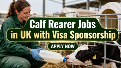 Calf Rearer Jobs in UK with Visa Sponsorship