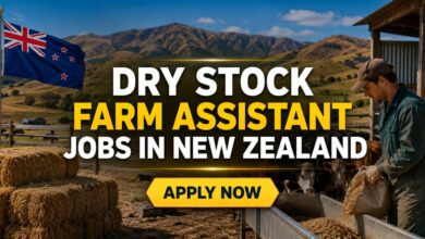 Dry Stock Farm Assistant Jobs in New Zealand