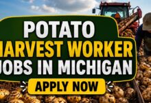 Potato Harvest Worker Jobs in Michigan